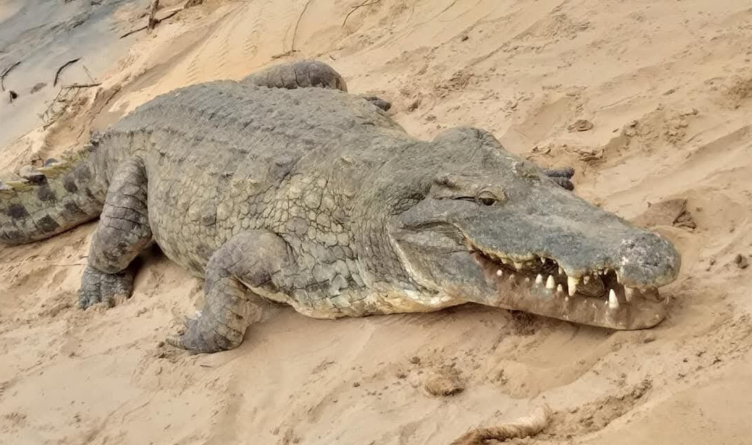 Kenya Safari Explorer-马林地必去景点