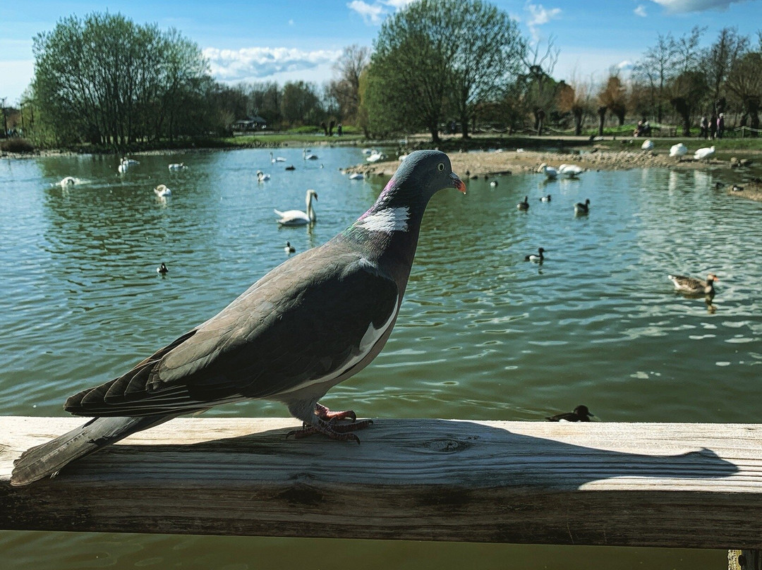 WWT Slimbridge Wetland Centre-Slimbridge必去景点