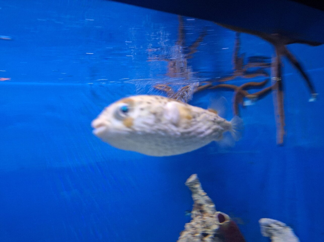 Acuario Mundo Marino-圣玛尔塔必去景点