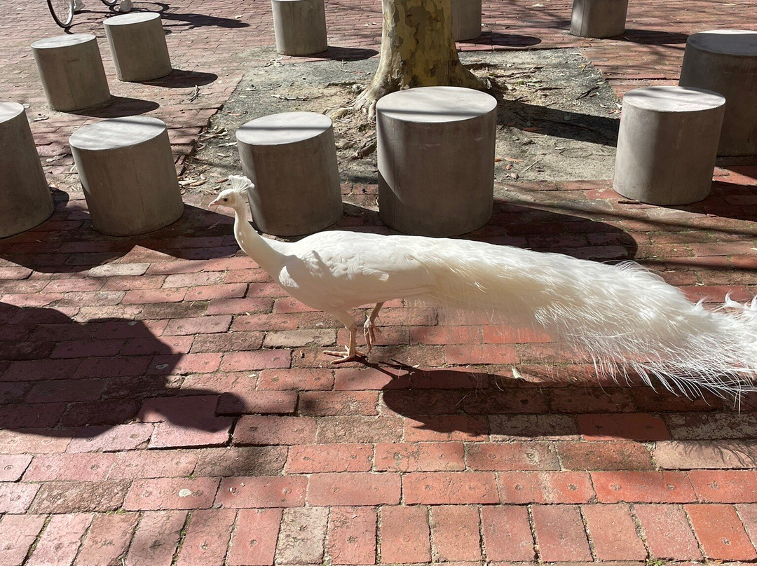 The University of Western Australia-珀斯必去景点
