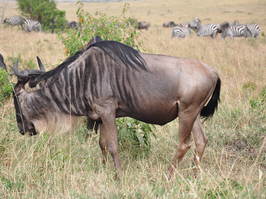 Guide Reagan-奈瓦夏必去景点