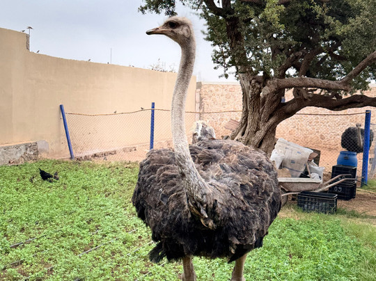 Transfers Airport Morocco-阿加迪尔必去景点