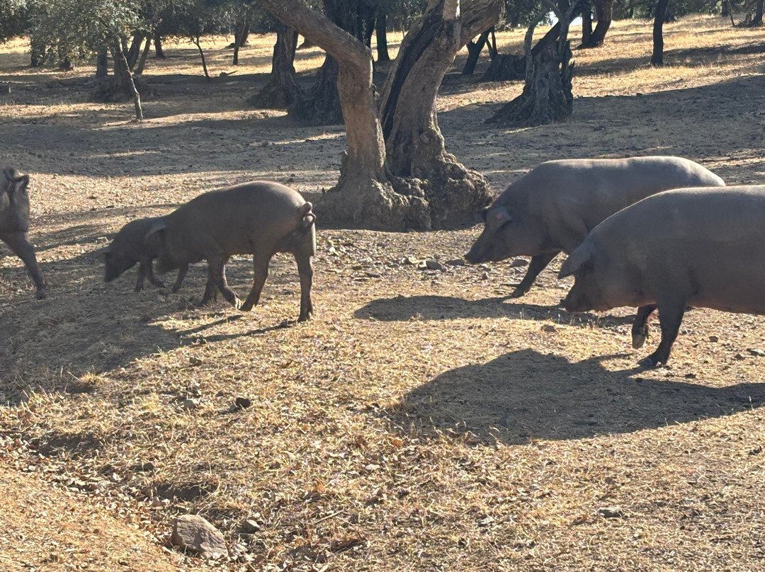 Ibéricos Vázquez-阿拉塞纳必去景点