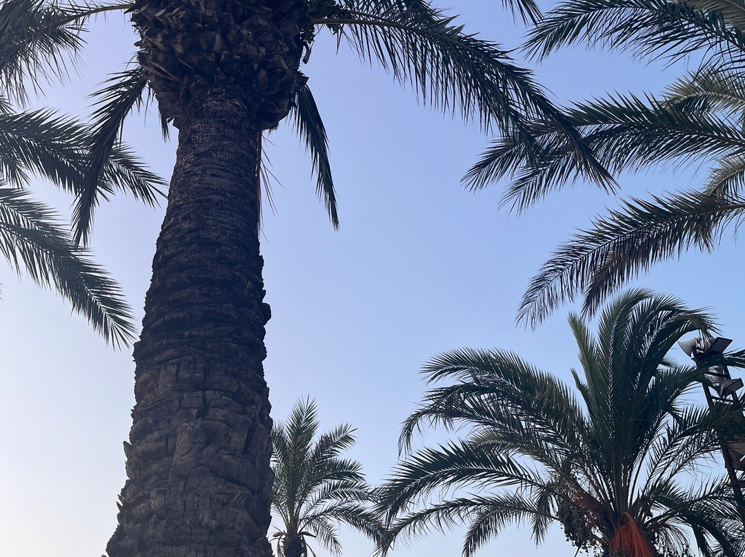 Llevant Beach-萨洛必去景点