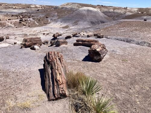 Crystal Forest Trail-石化林国家公园必去景点