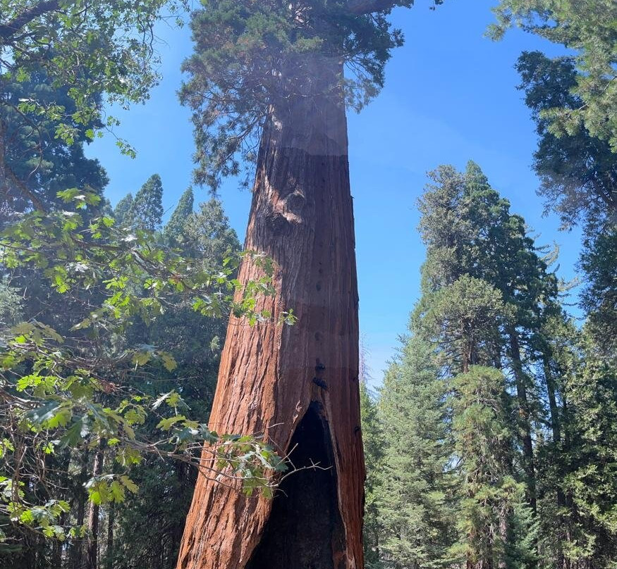 Giant Sequoia National Monument-维塞利亚必去景点