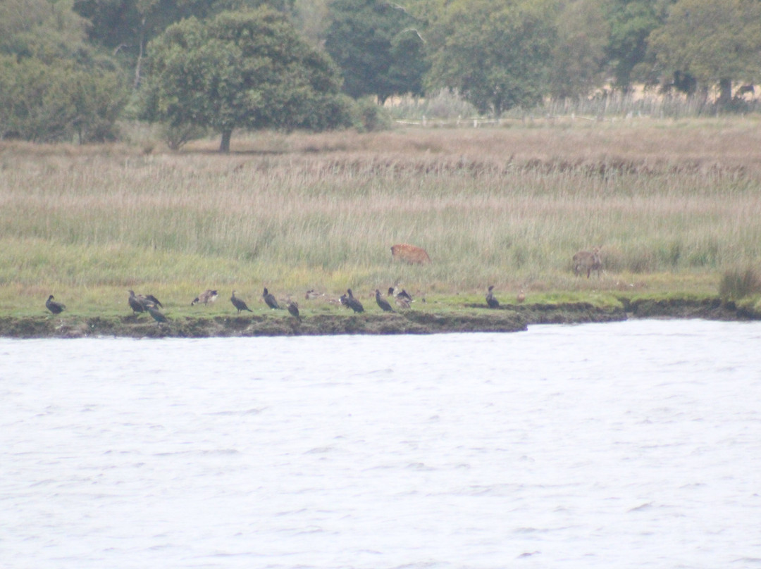 Birds Of Poole Harbour Events-普尔必去景点