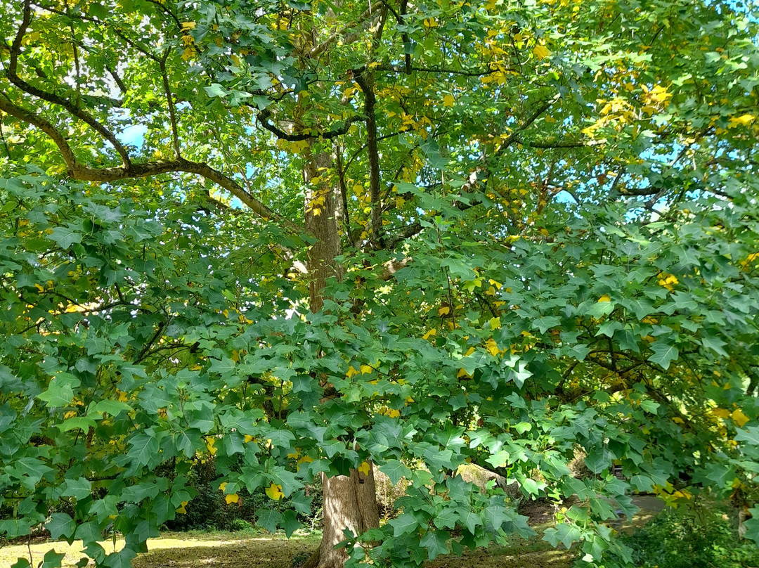 Borde Hill Garden-Haywards Heath必去景点