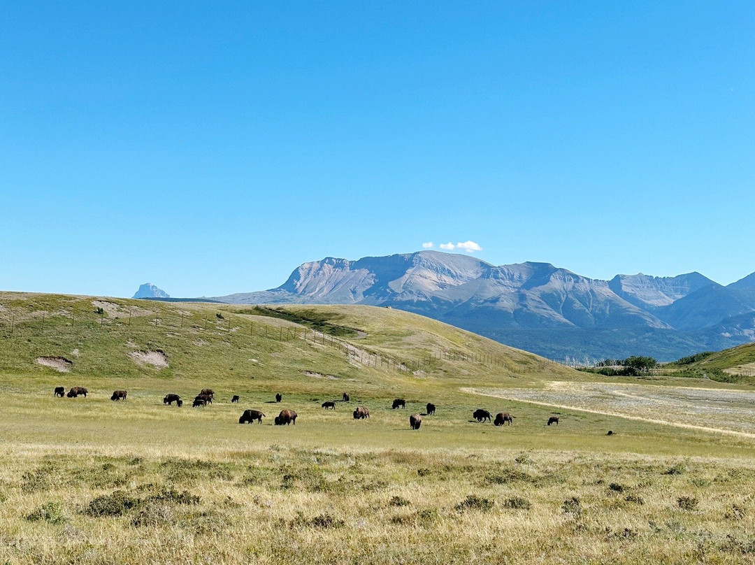 Bison Paddock Loop Road-沃特顿湖国家公园必去景点