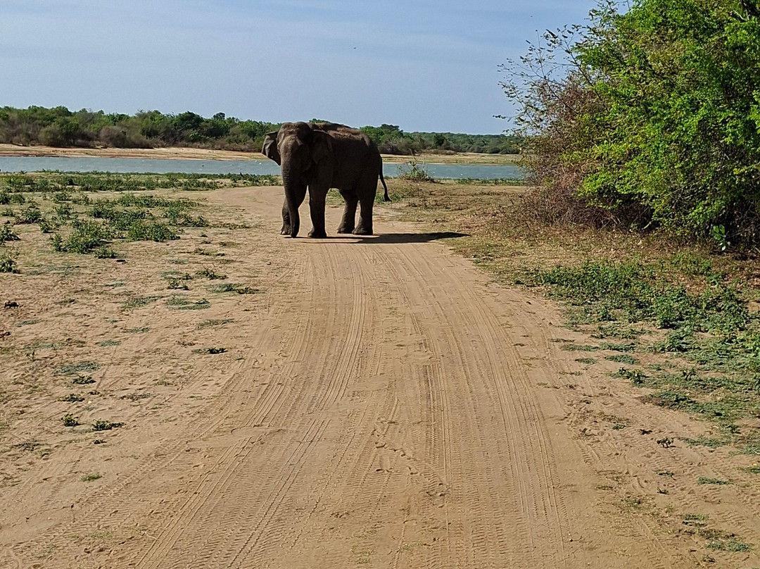 Udawalawe Safari Tours