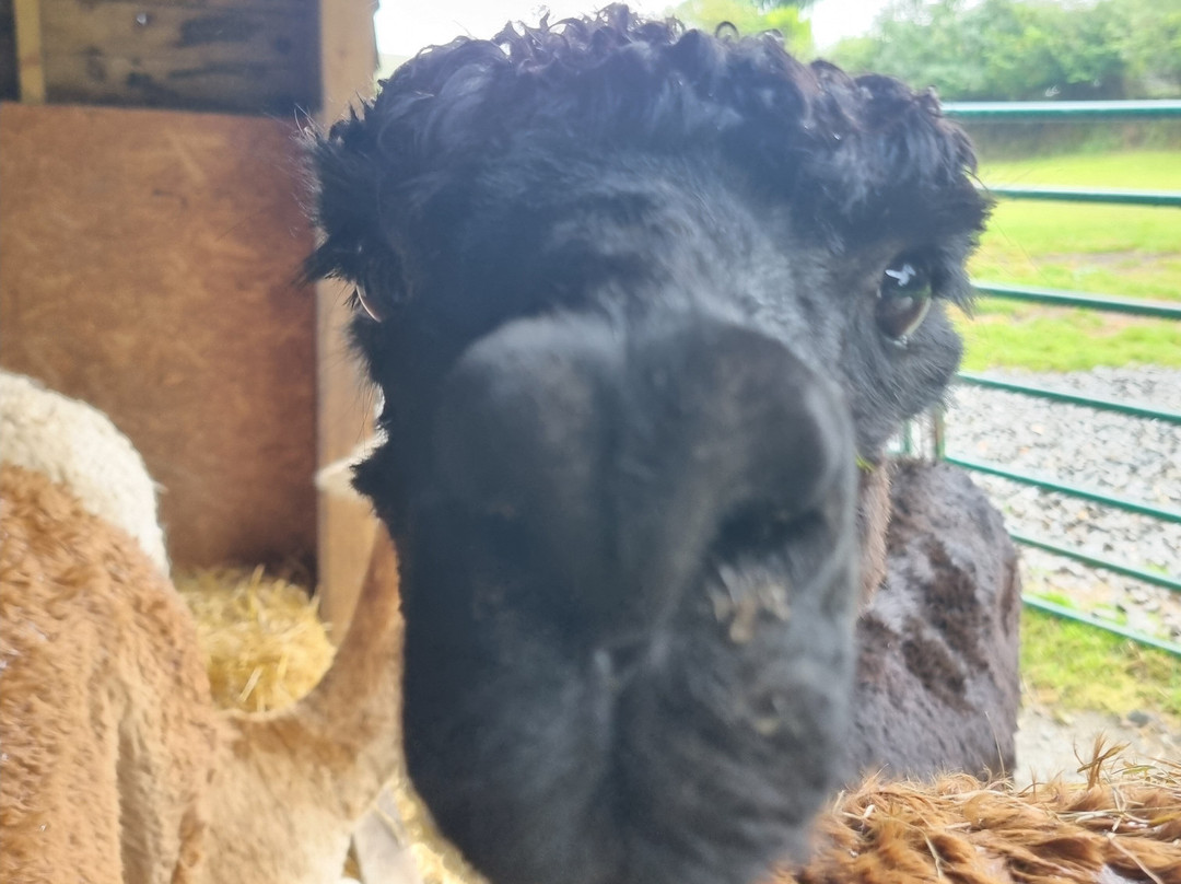 Lydford Gorge Alpacas-Lydford必去景点