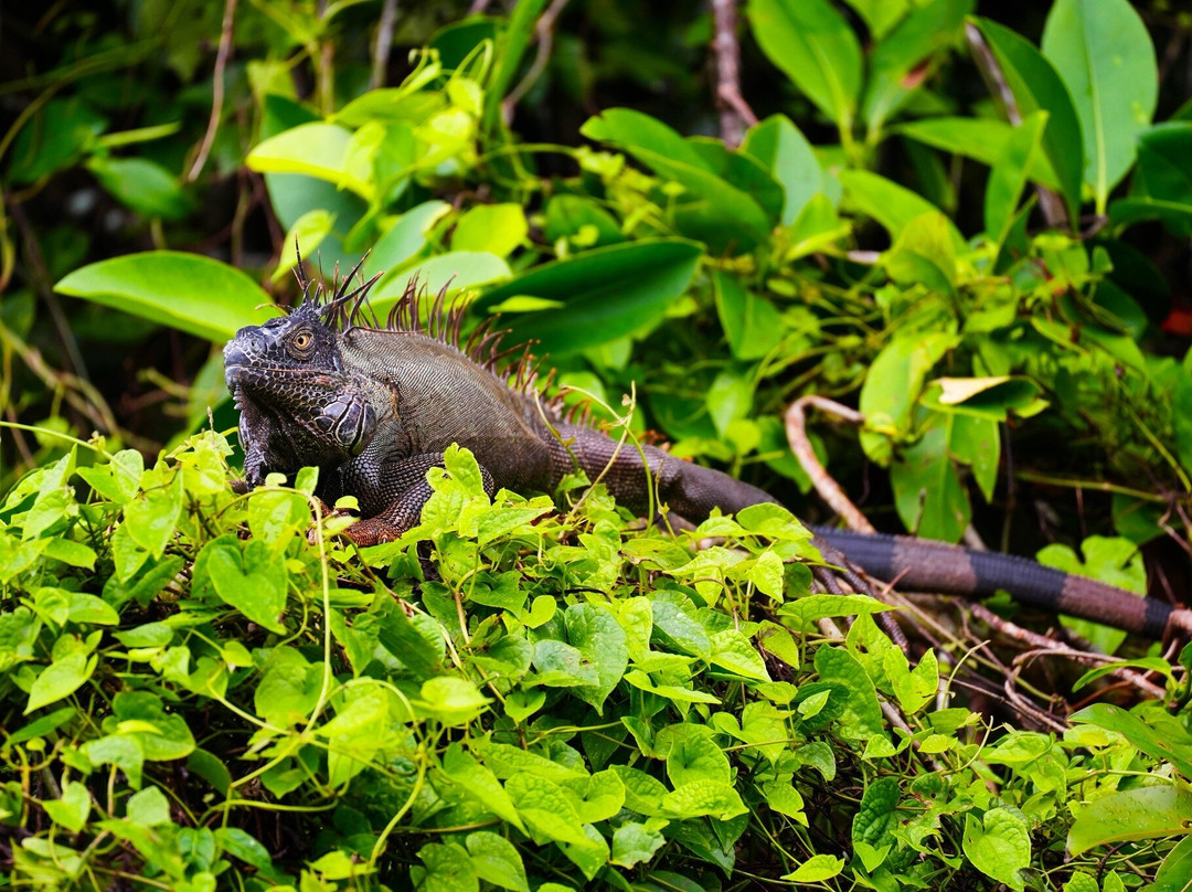 Alejandro Chaves Viquez Tour Guide-圣何塞必去景点