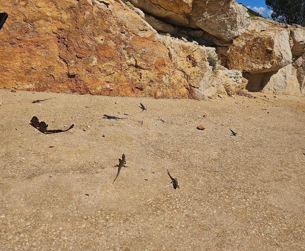Sa Dragonera National Park-马洛卡岛必去景点