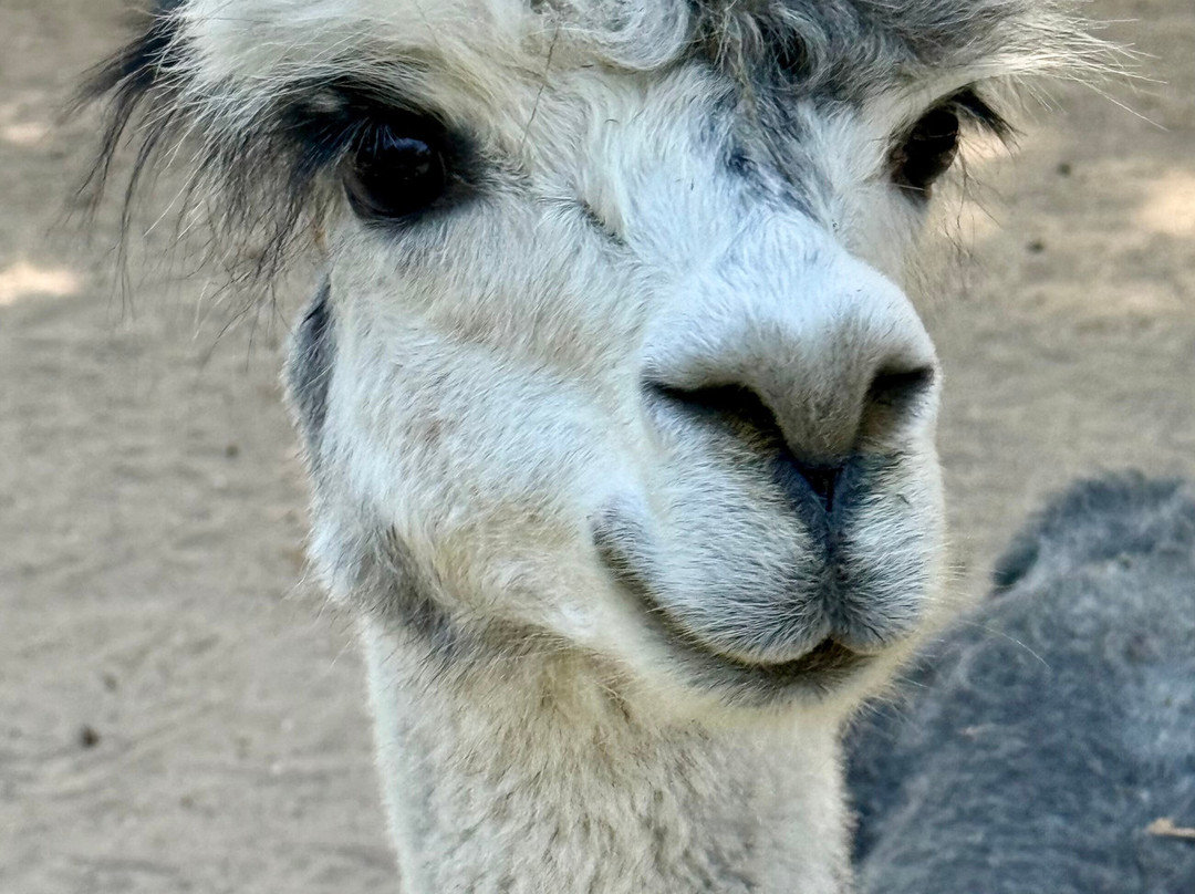 Jersey Shore Alpacas-开普梅必去景点