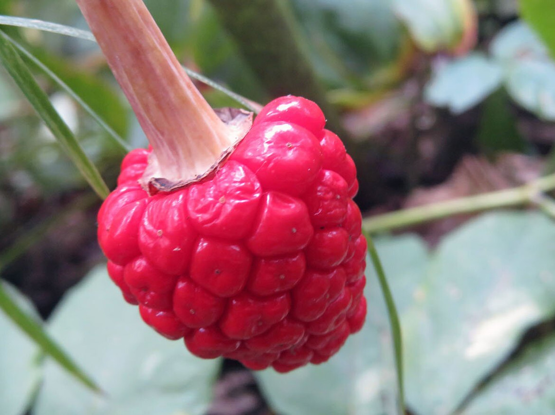 Mikisew Provincial Park-South River必去景点