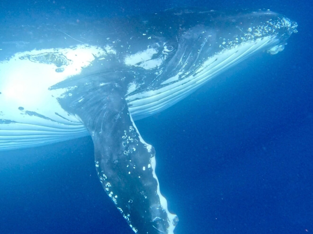 WhaleSwim Adventures-Neiafu必去景点