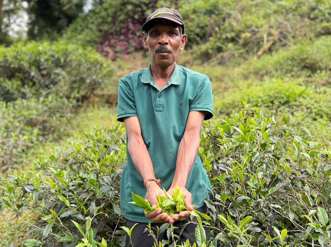 Nuwaraeliya Luxury Tours-奴娃拉伊利雅必去景点