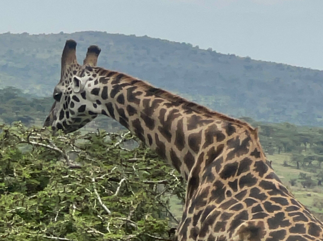 Katikati Tours and Safaris-阿鲁沙必去景点