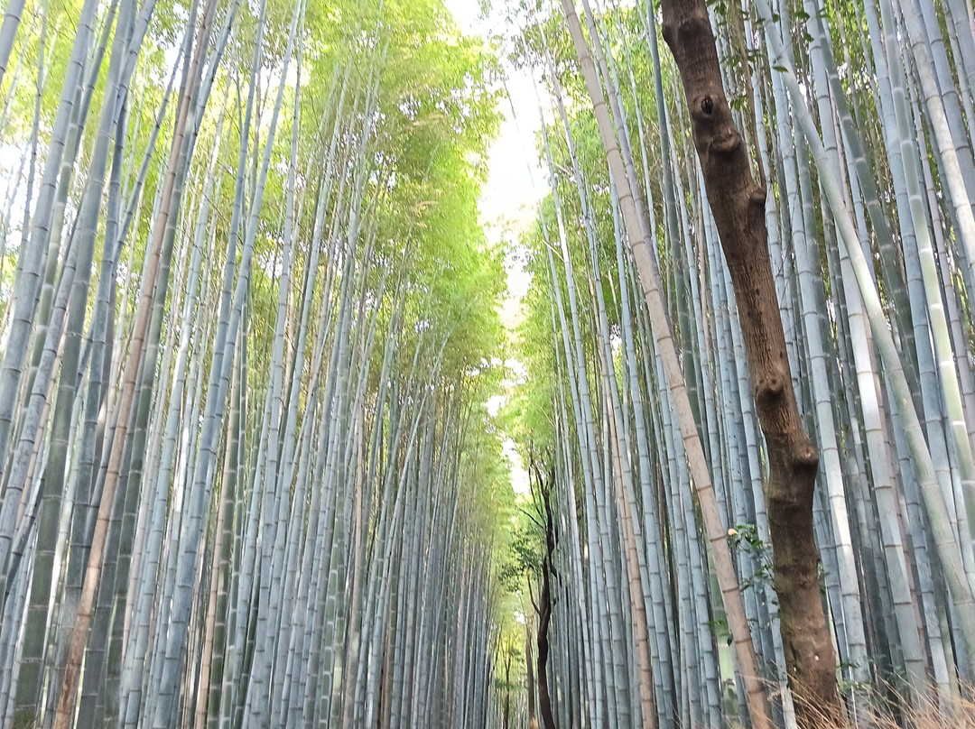 Mistral Tour-阿维尼翁必去景点