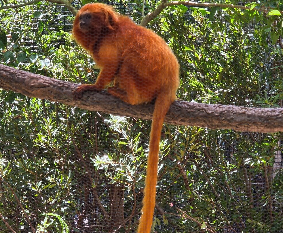 Palm Beach Zoo & Conservation Society-西棕榈滩必去景点