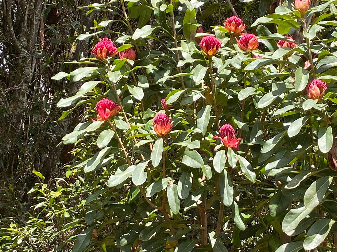 The Blue Mountains Botanic Garden-Mount Tomah必去景点
