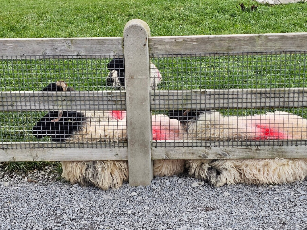 Atlantic Sheepdogs-Grange必去景点