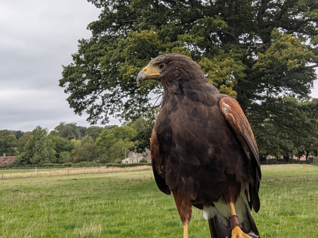 The Bird Of Prey Project-巴斯必去景点