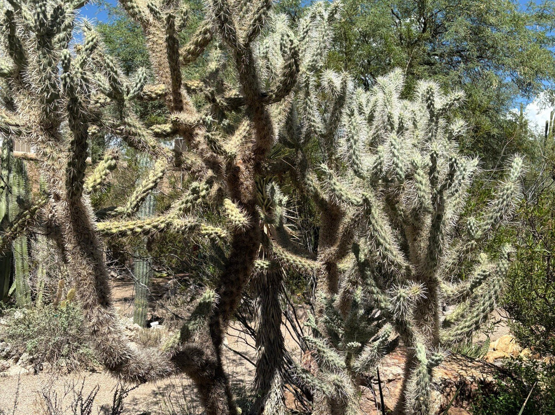Tucson Botanical Gardens-图森必去景点