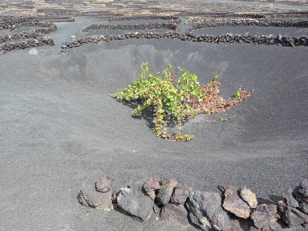 Bodega La Geria-La Geria必去景点