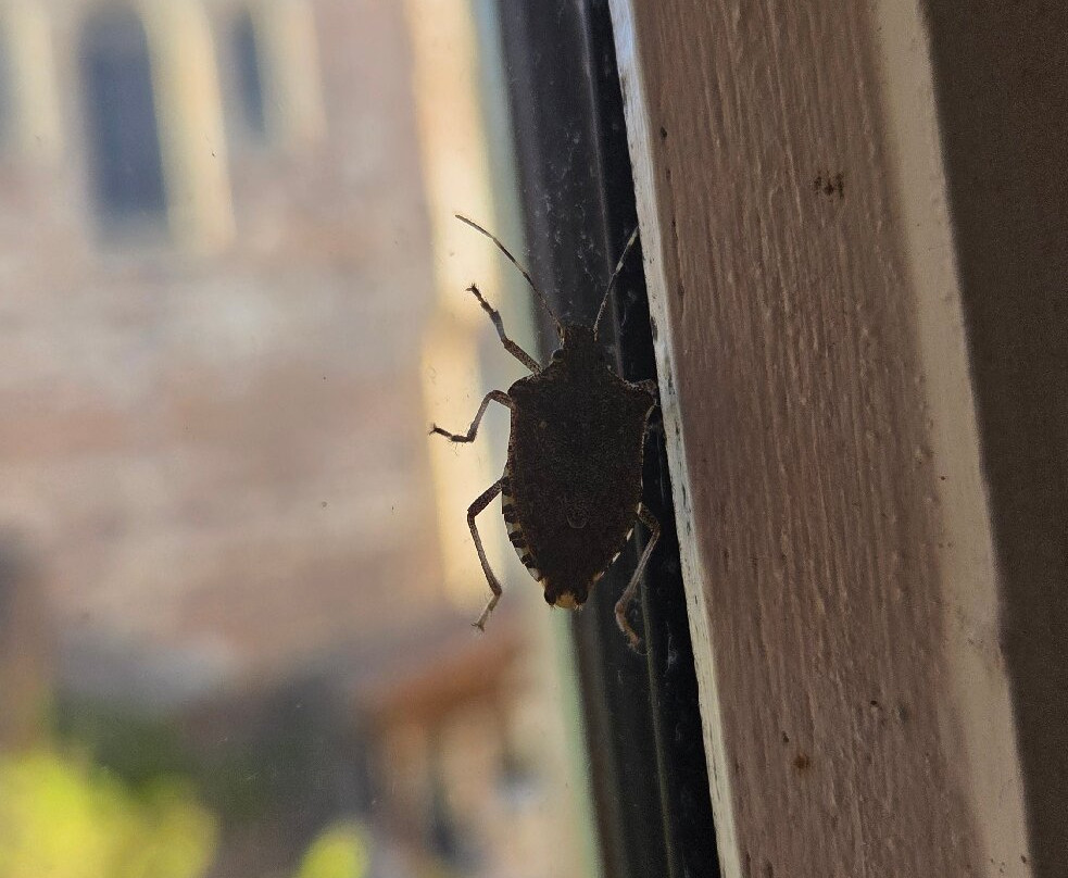 Hotel Jean XXII主图