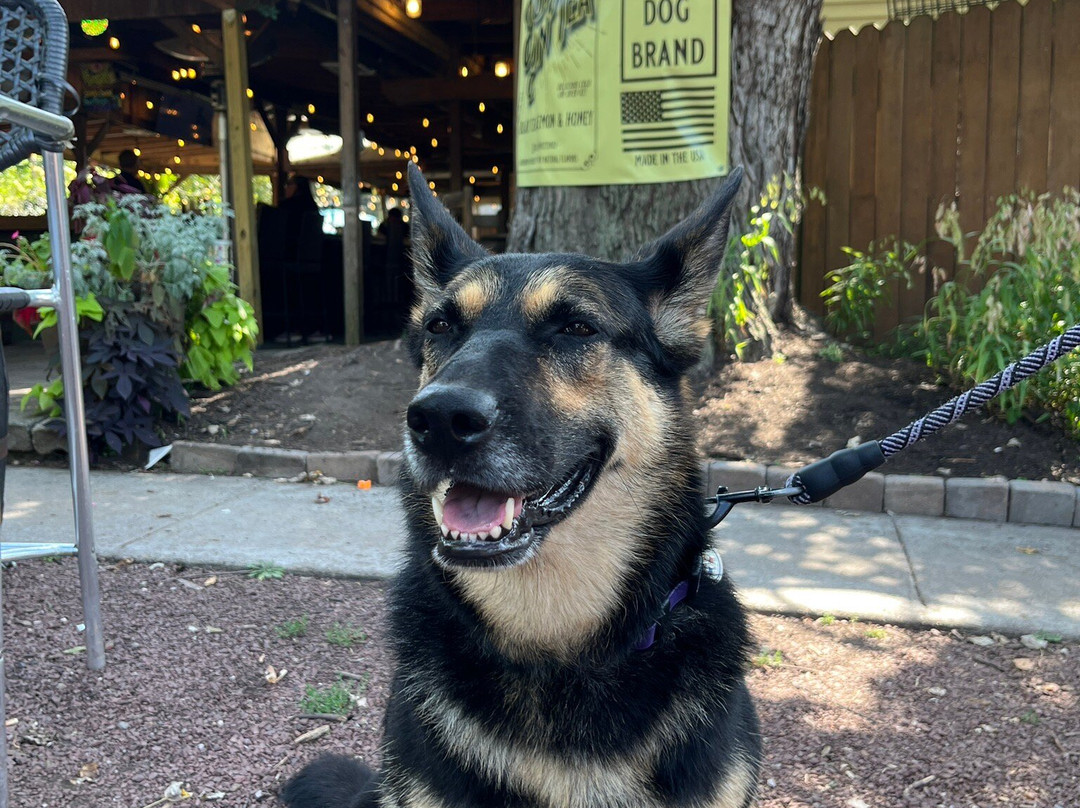 The Stray Dog Tavern