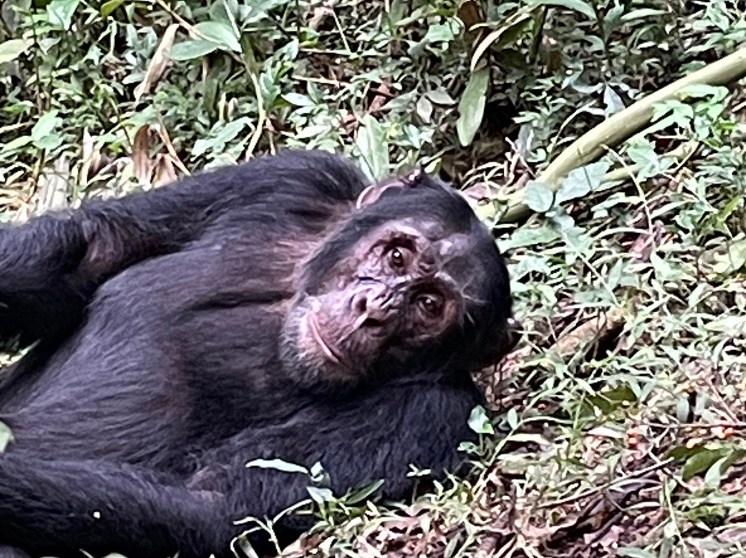 Uganda Wildlife Scene Safaris-坎帕拉必去景点
