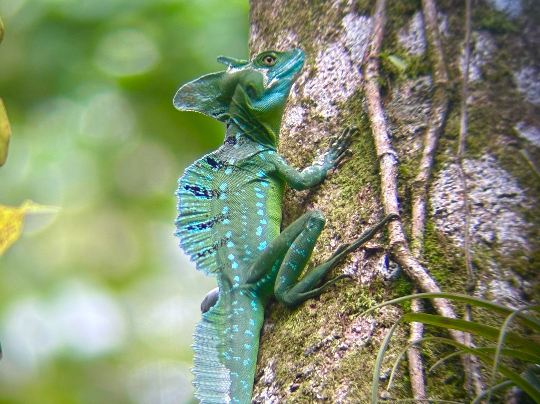 Conchal Adventures Costa Rica-孔查沙滩必去景点