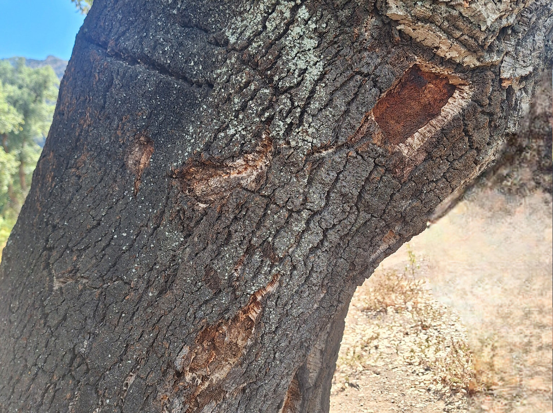 Born to be Wild-马贝拉必去景点