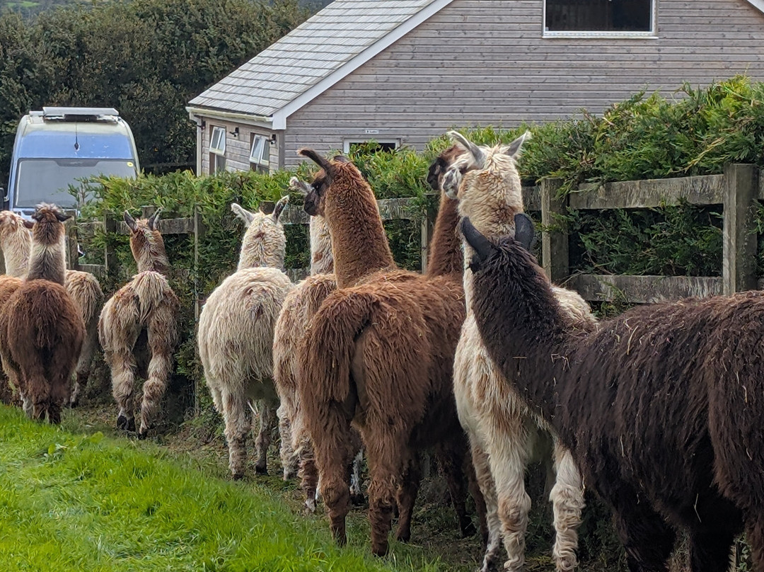 Llama Lland-Shortlanesend必去景点