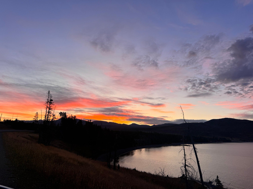 Yellowstone Wolf Tracker-加德纳必去景点