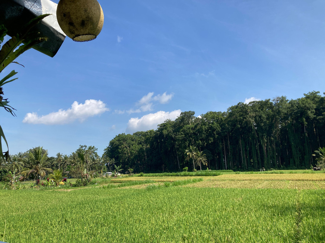 Bali Sunrise Trekking & Tours-乌布必去景点