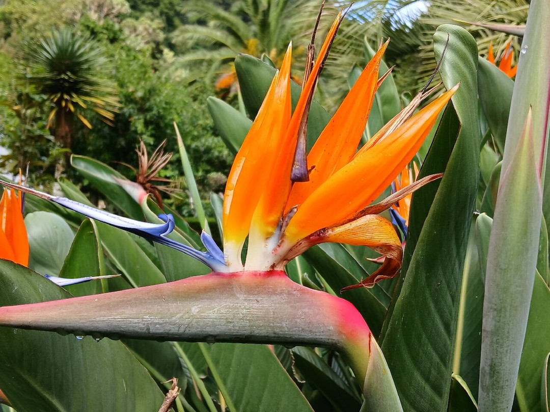 Jardim Botânico Da Ribeira Do Guilherme