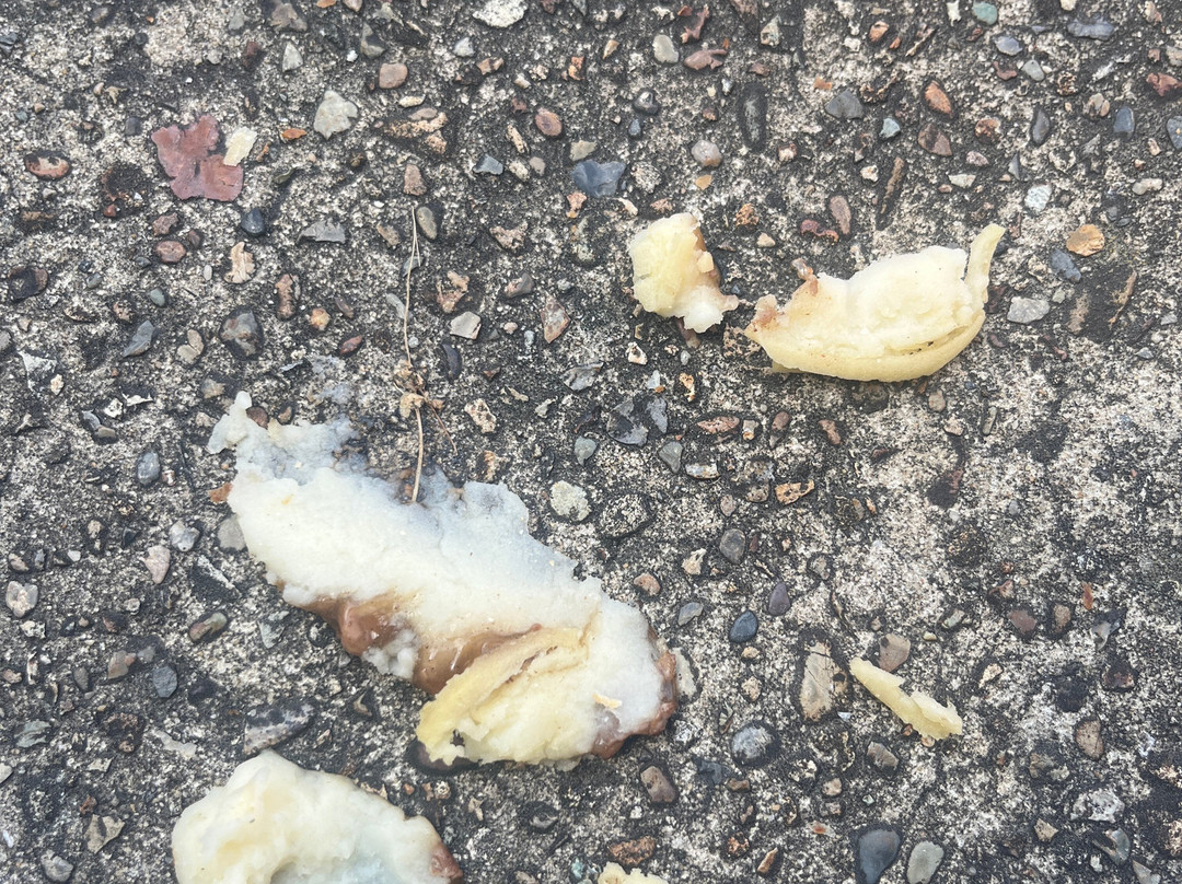 Barry's Quality Pies