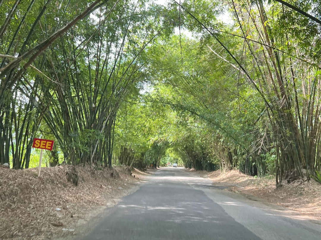 Bamboo Avenue-牙买加必去景点
