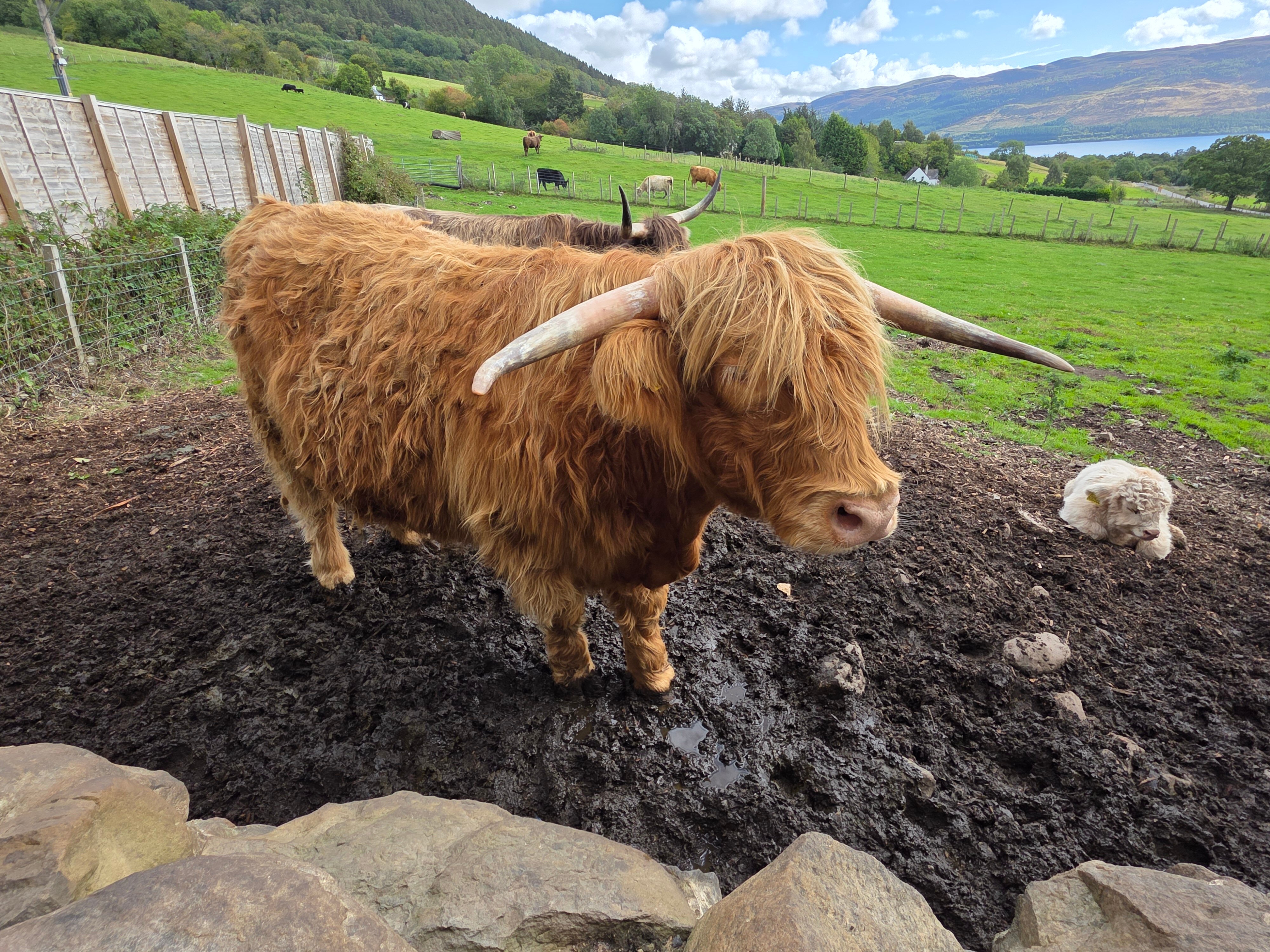 Drumbuie Farm-官方