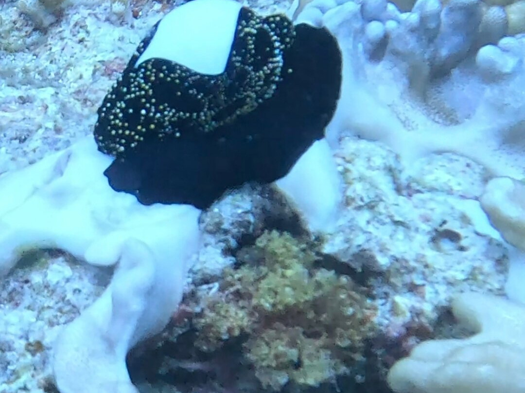 Dive Time Zanzibar-Kizimkazi必去景点