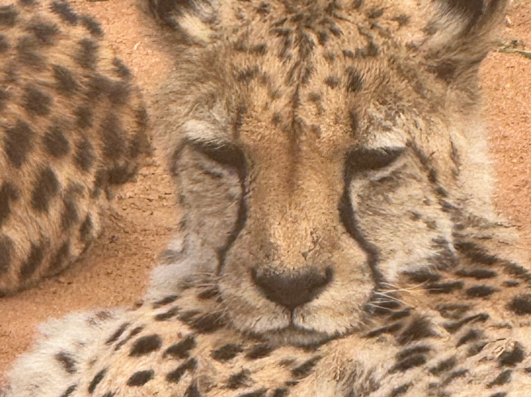 Okonjima Bush Camp主图