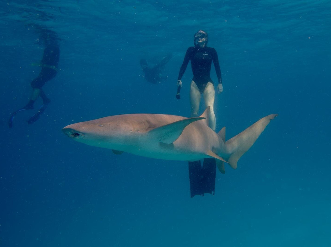 Blue Water Freediving School-伦敦必去景点