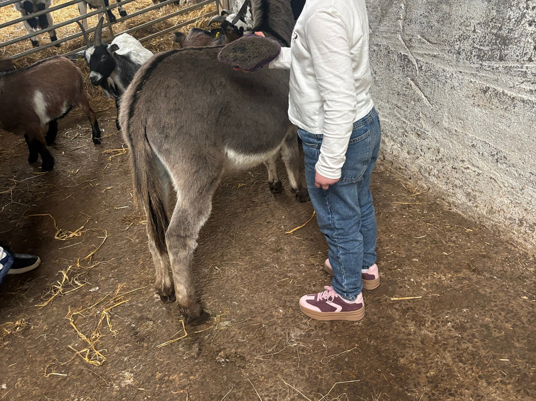 Kinedale Donkeys-Ballynahinch必去景点