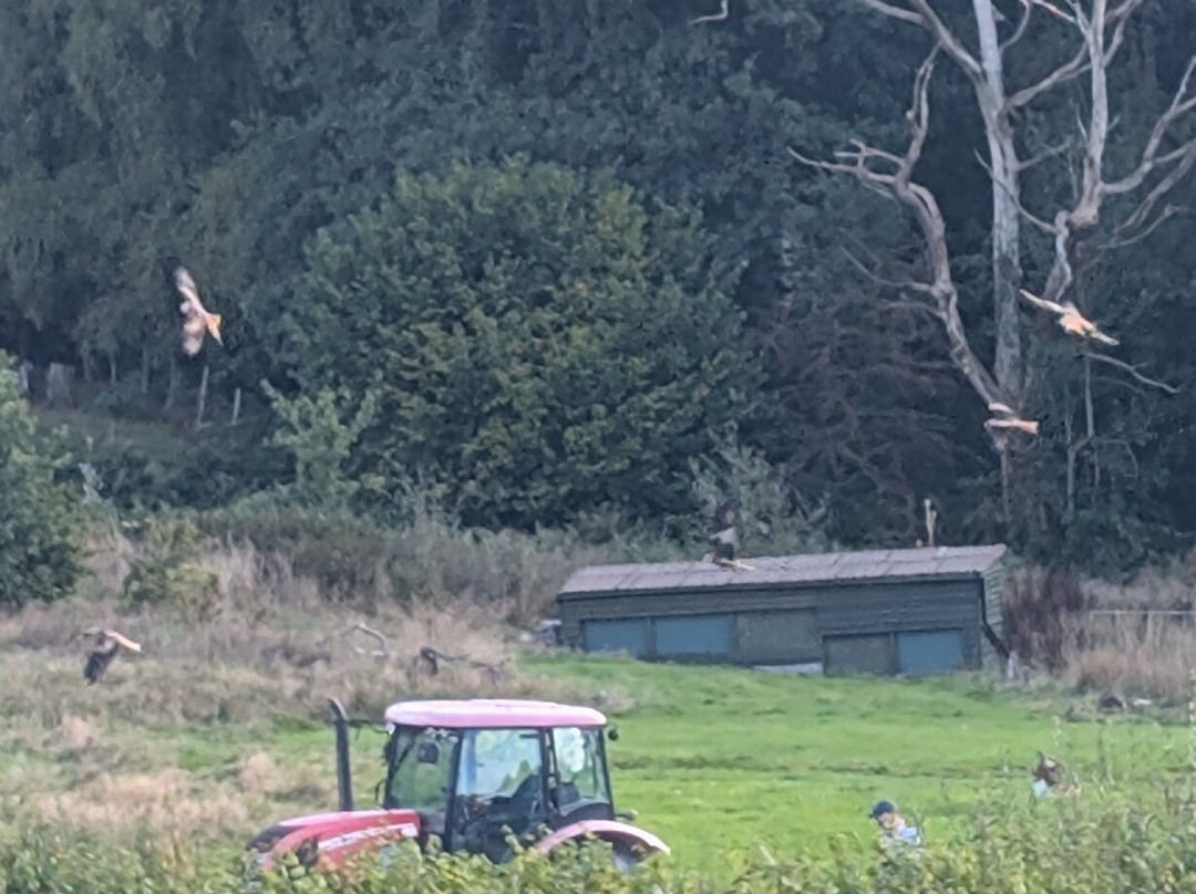 Gigrin Farm Red Kite Feeding Centre-Rhayader必去景点