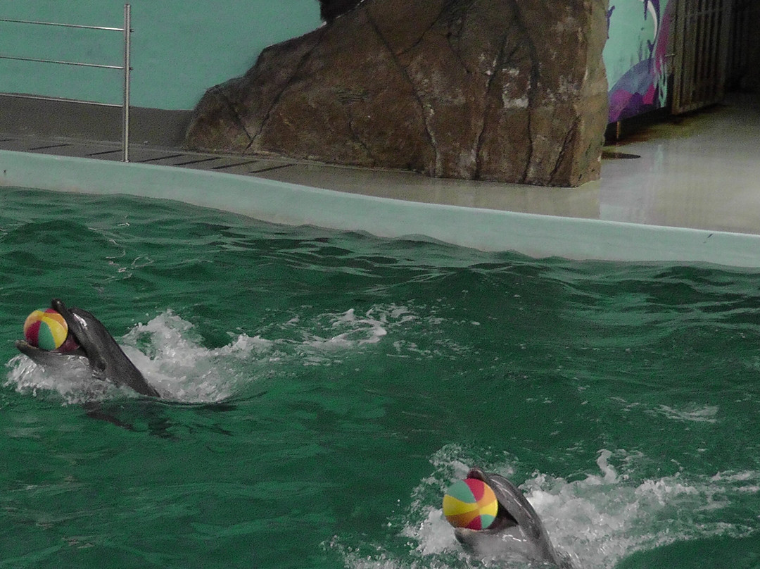 Dolphinarium Lazarevskiy-Lazarevskoye必去景点