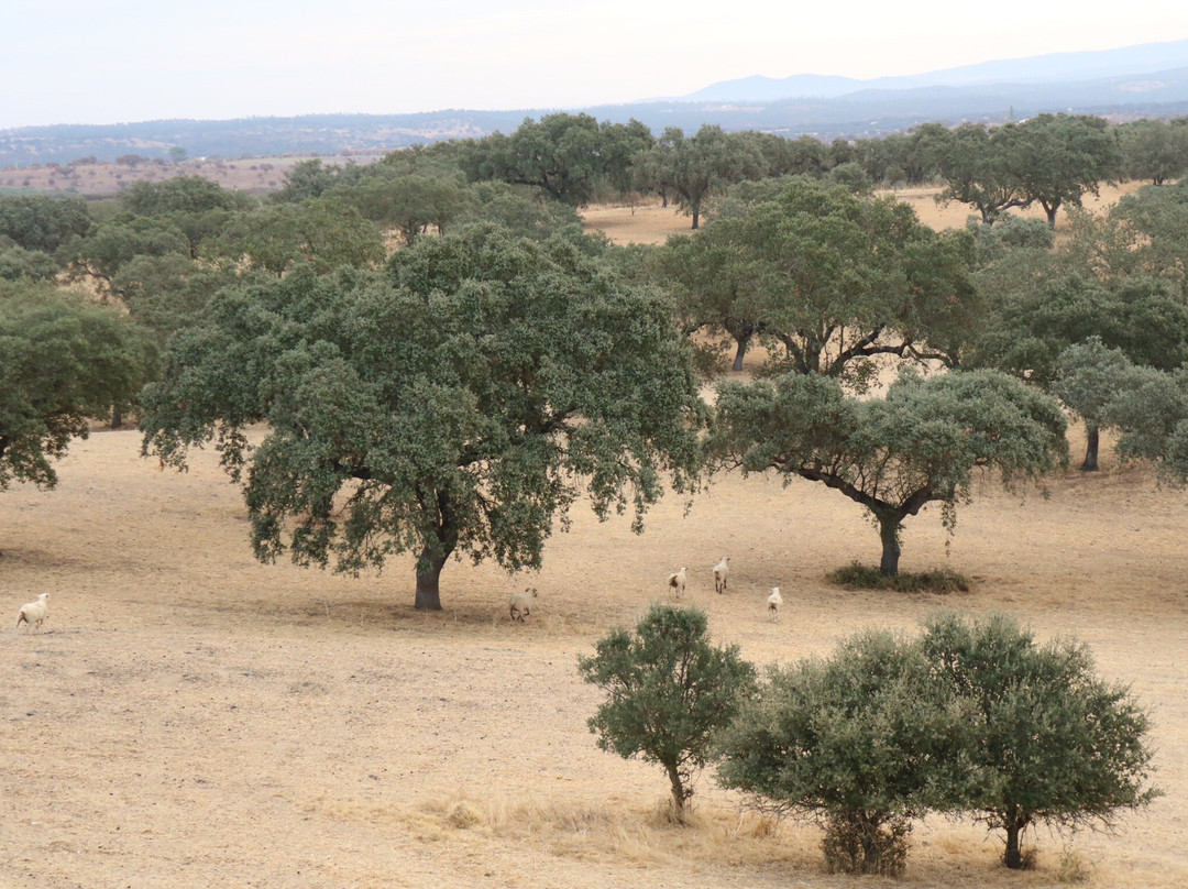 FlyDreams Alentejo-Terena必去景点