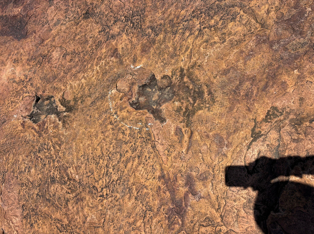 Dinosaur's Tracks主图