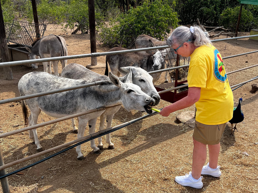 Donkey Sanctuary Aruba-Santa Cruz必去景点